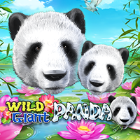 Wild Giant Panda